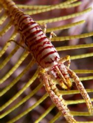 Crinoid shrimp...always difficult to nail him down but th... by Jovin Lim 